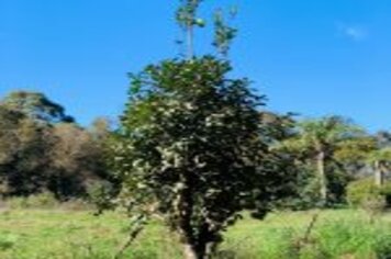 Foto - CAMINHO AUTOGUIADO DE ARVOREZINHA É INAUGURADO