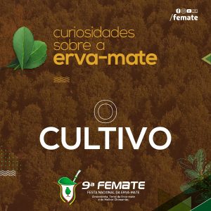 CURIOSIDADES SOBRE A ERVA-MATE